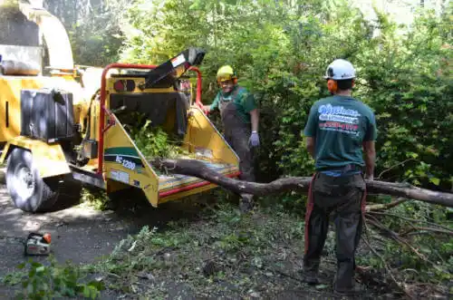 tree services Santa Clara